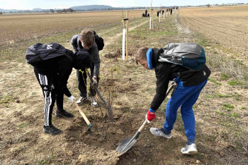 ČEZ přispěla na výsadbu keřů v Podolí u Mnichova Hradiště ČEZ přispěla na výsadbu keřů v Podolí u Mnichova Hradiště